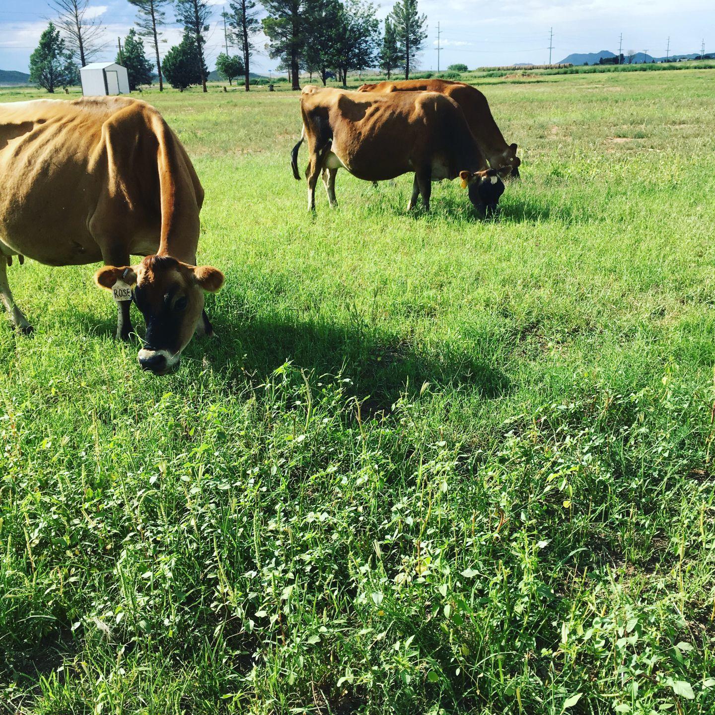 jersey cow milk production