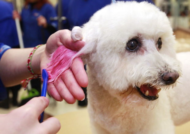 PetSmart