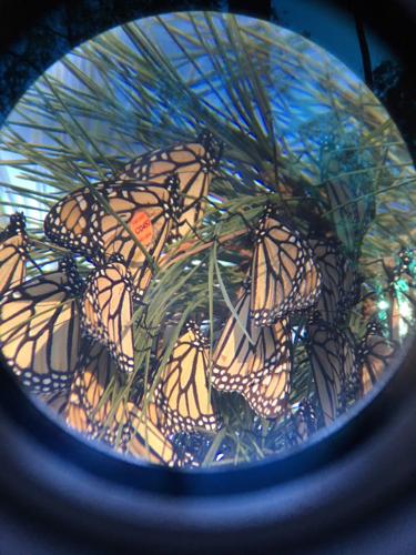 Monarch butterflies