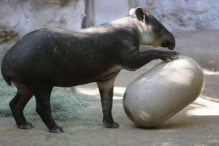 Nandi's Neighbors: Baird's Tapirs Toliver and Contessa