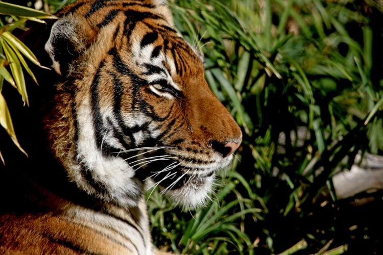 How to put hand cream on a tiger's paws