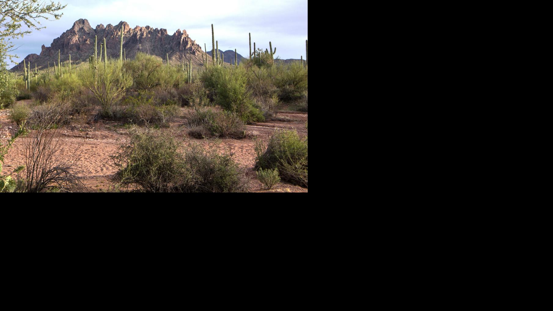 Here's a chance to learn all about Ironwood Forest National Monument