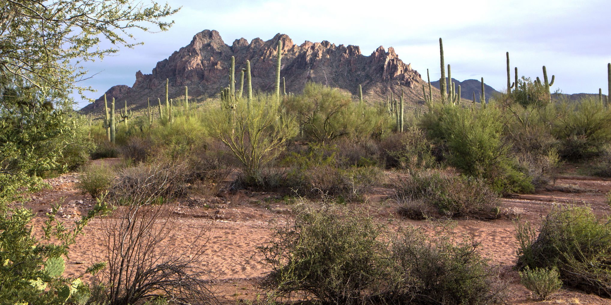 Arizona's Hidden Gem: Ironwood Forest National Monument