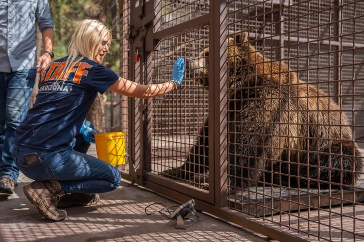 Fat Bear Week is more than a beauty contest