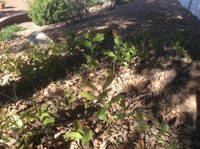 Hard work the best way to stop suckers