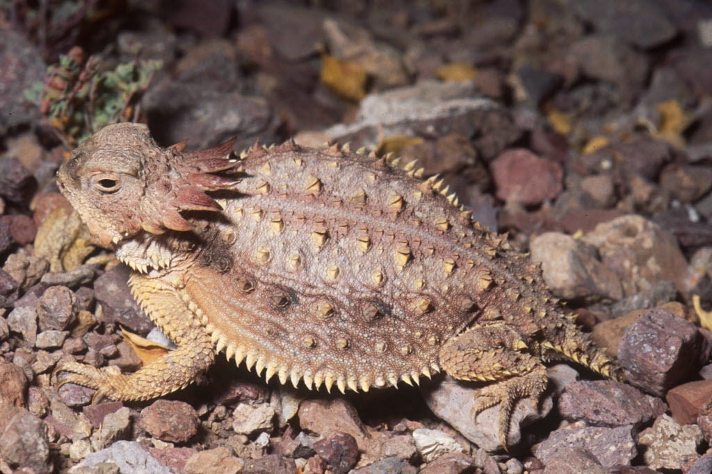 Backyard Lizards In Arizona