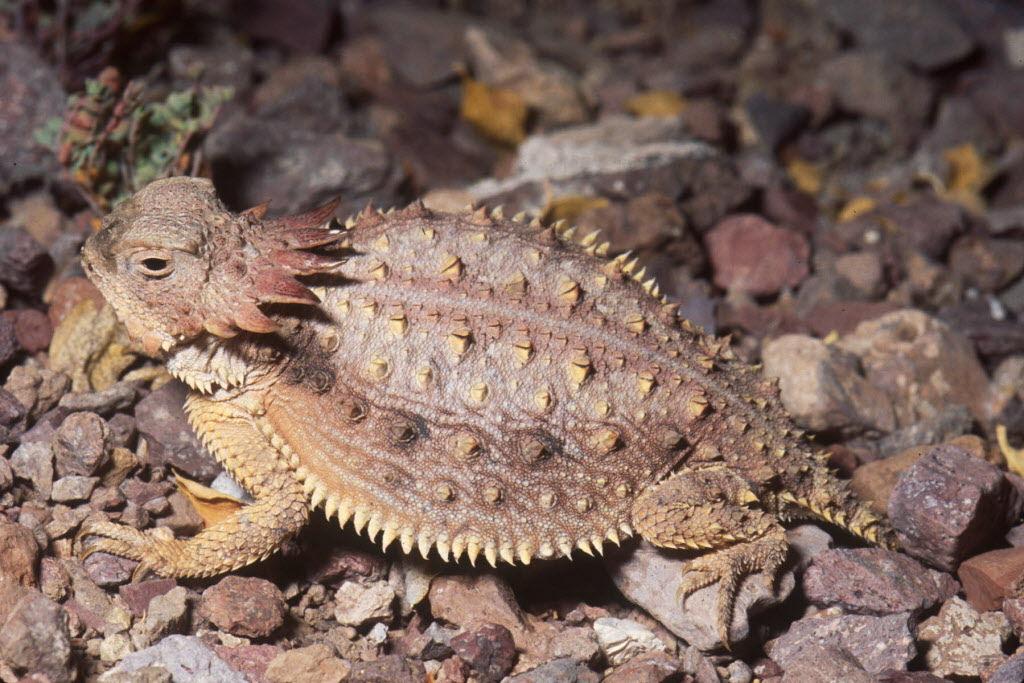 Surprisingly Beautiful Southern Arizona Lizards Pets Tucson Com