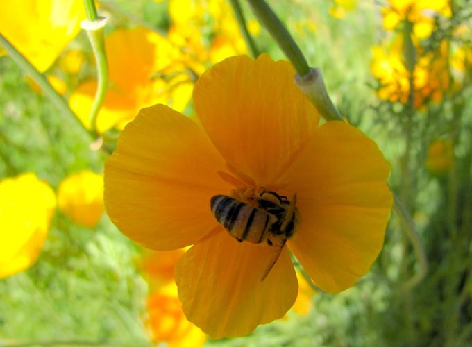 Bee and gold poppy