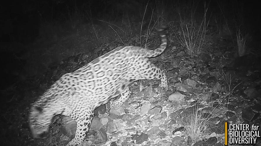 Footage of Southern Arizona's newest jaguar isn't exactly spotty