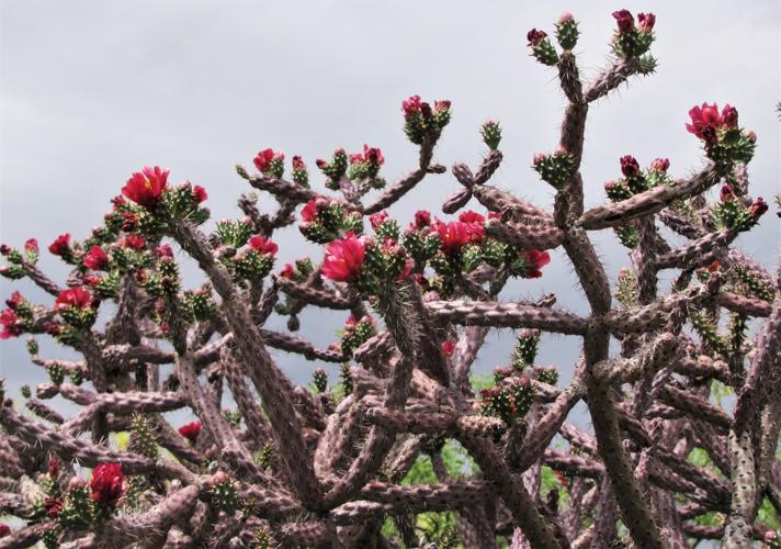 Cholla with red blooms