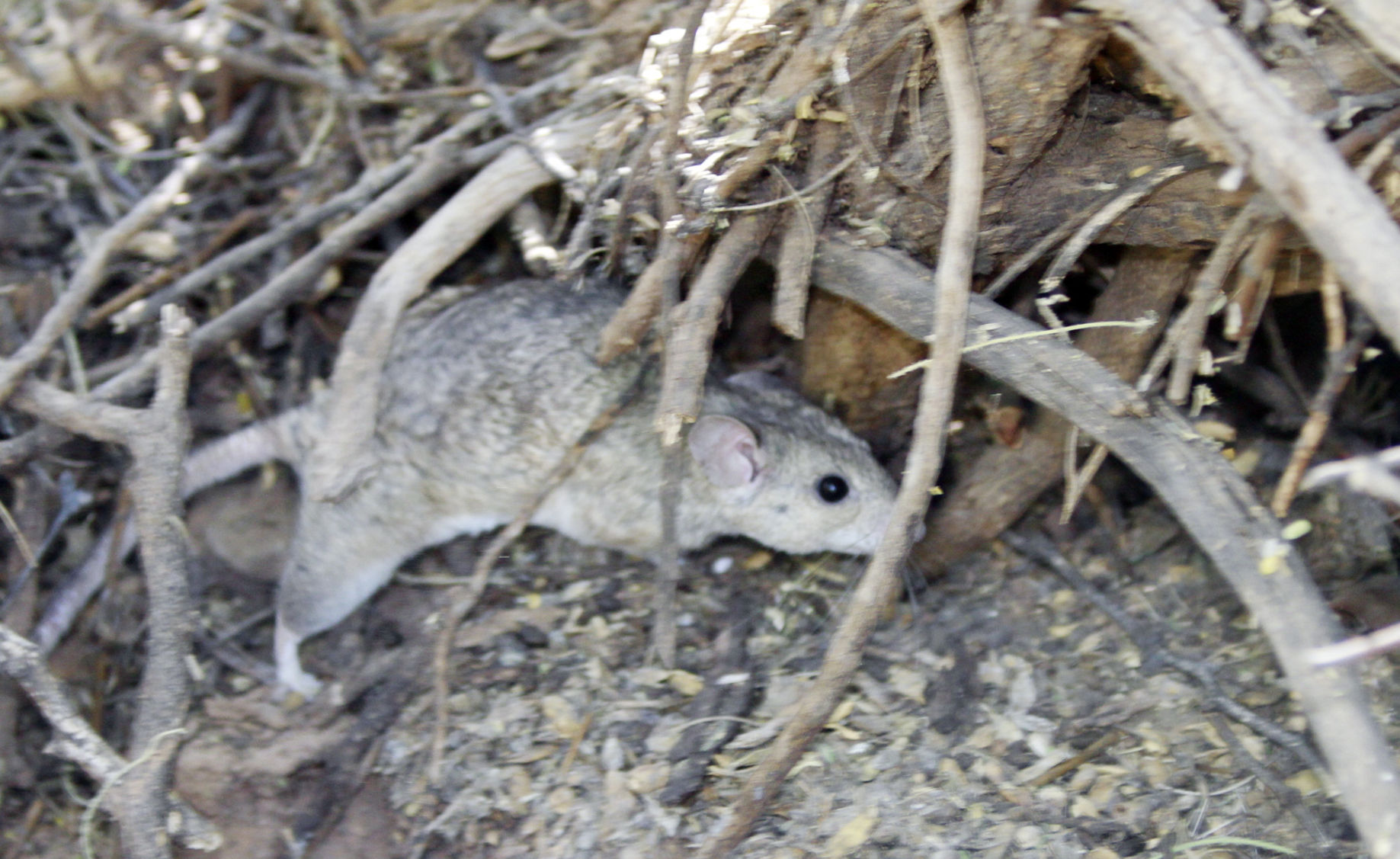 May 17: National Pack Rat Day and other observances