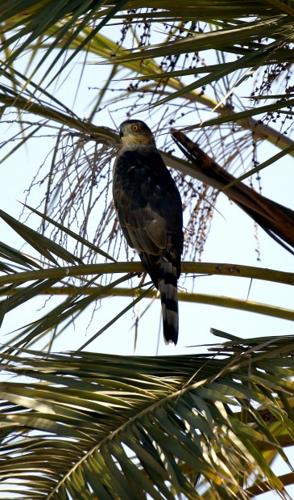 Birds of a feather flock to tour at Agua Caliente   