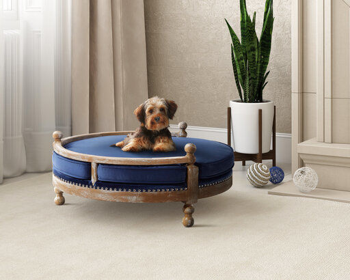 The latest in pet furniture: pieces that fit a home's decor