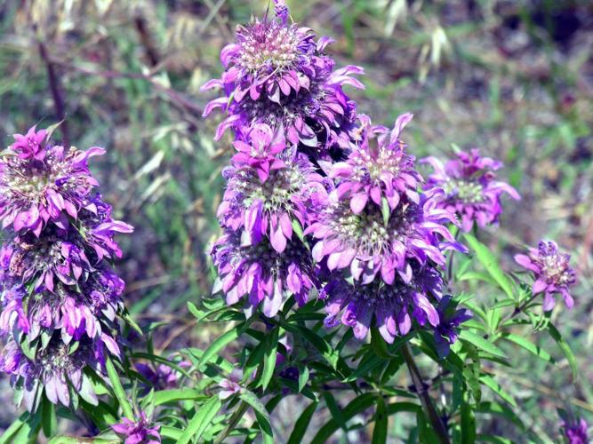 Bee balm