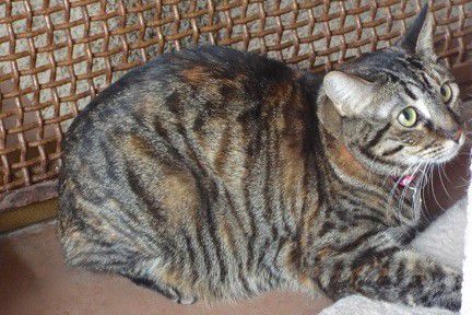 Adopt a friend: Granola