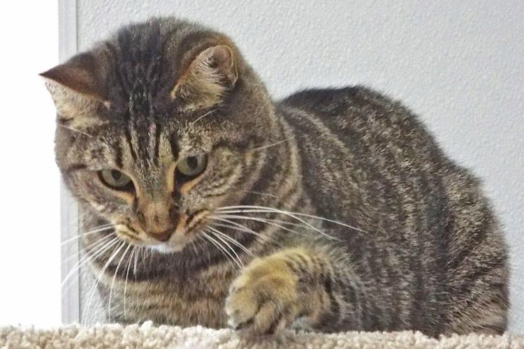 Adopt a friend: Zena