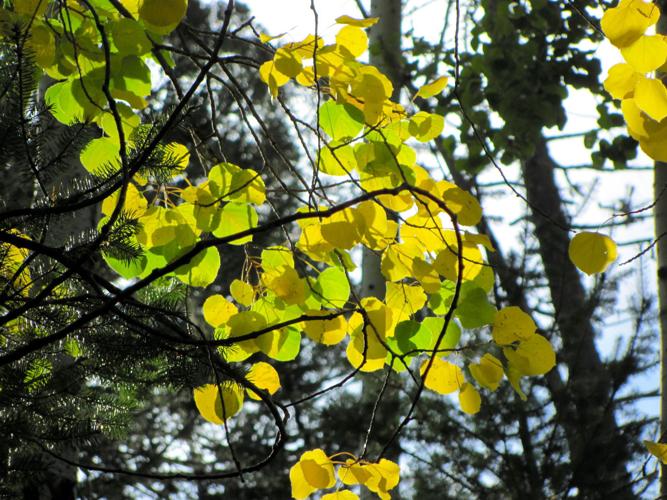 Aspen leaves on Mount Lemmon