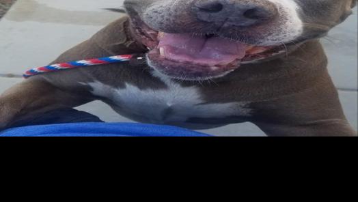 Pets for adoption | Entertainment | tucson.com