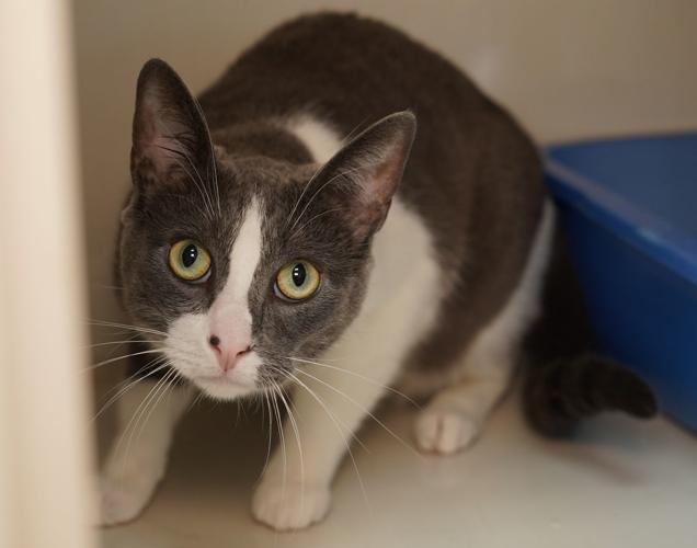 Adopt a friend: Blaze