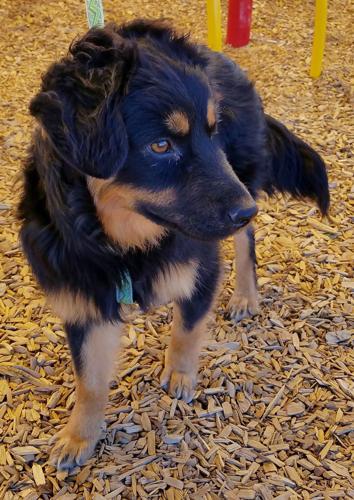 Adopt a Friend: Hank