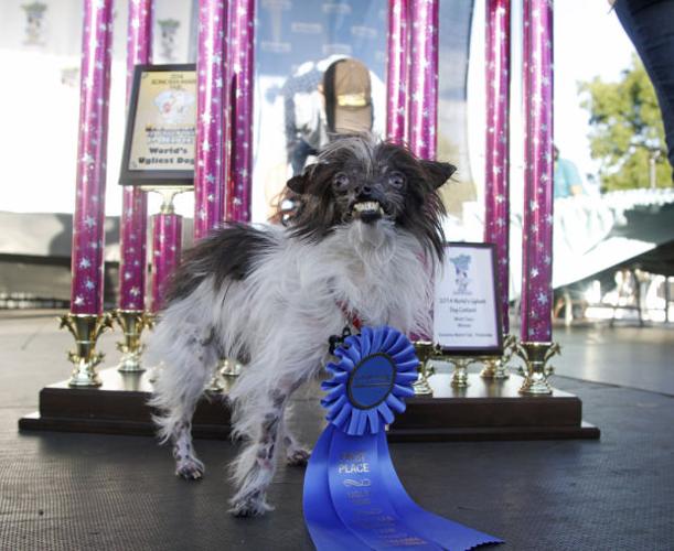 World's Ugliest Dog
