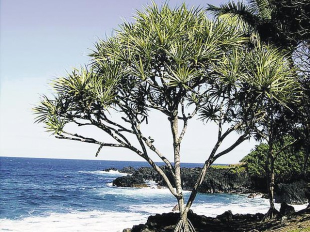 Hawaii confidential  