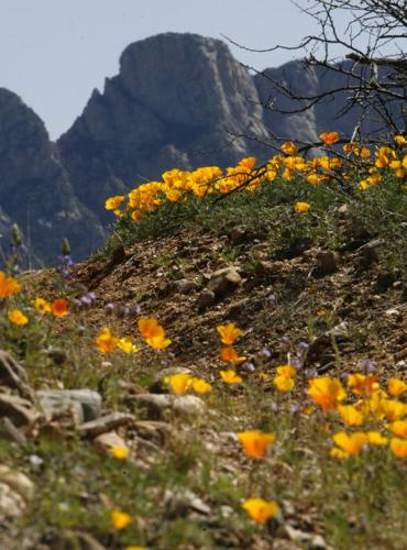 Southwest wildflowers