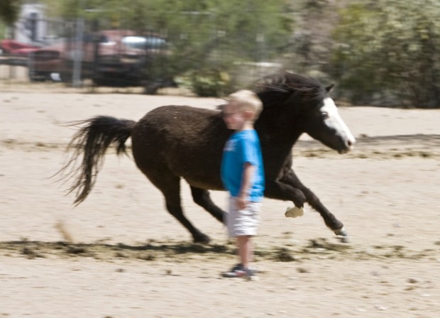 Ranch's many minis offer big-time fun    