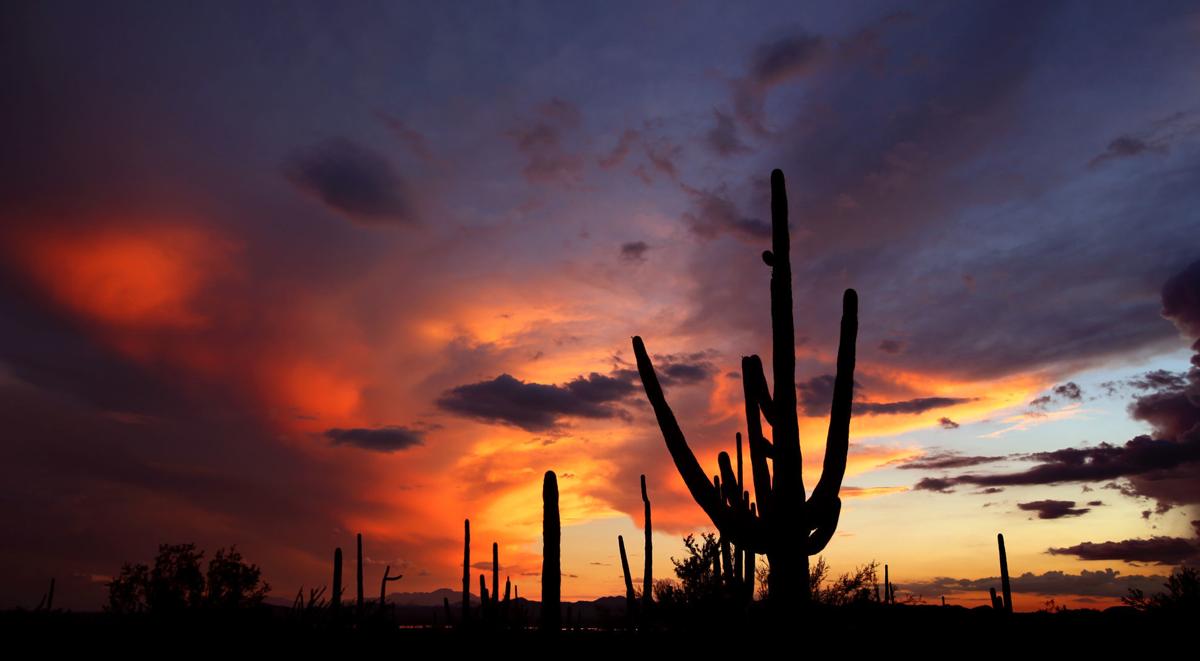 Saguaro National Park