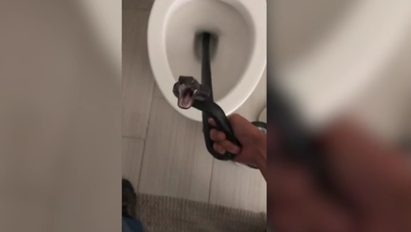 Woman Discovers 5-Foot Snake Inside Her Toilet