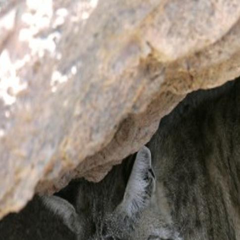Learn More About Wild Cats During Talk At Colossal Cave Park East Side Tucson Com