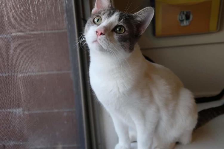 Adopt a friend: Radish