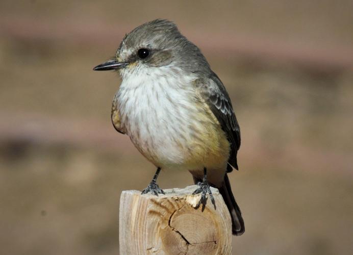 Birding — Mission Garden