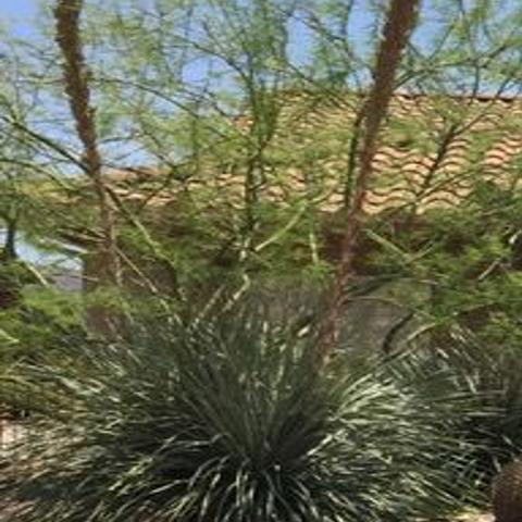 Even Native Plants May Need Special Care During Hottest Months Of Summer Home Garden Tucson Com