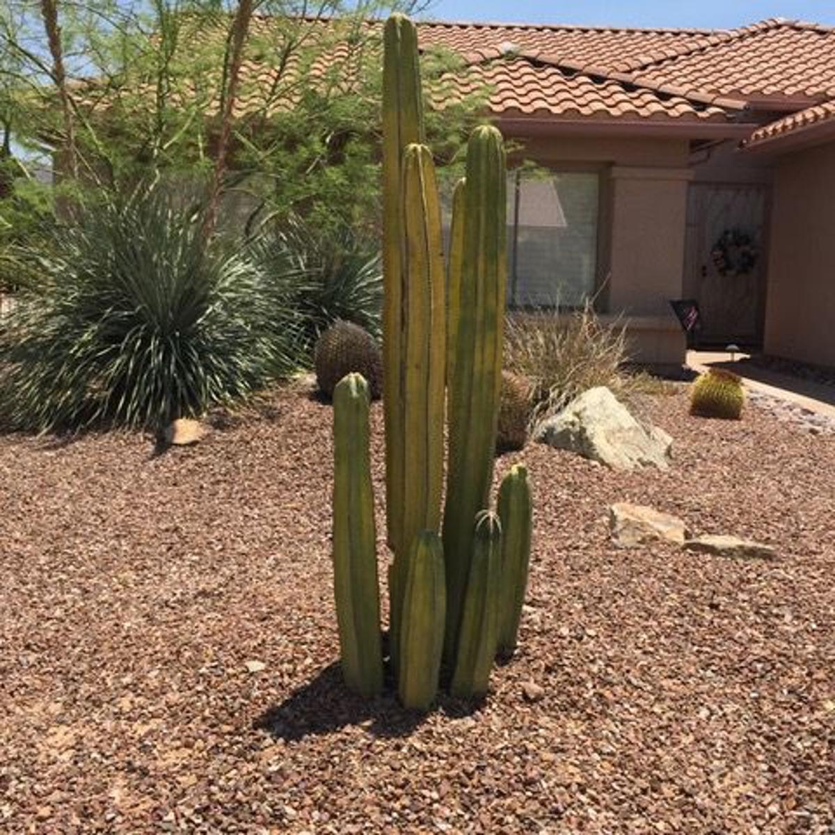 Even Native Plants May Need Special Care During Hottest Months Of Summer Home Garden Tucson Com Even Native Plants May Need Special Care During Hottest Months Of Summer Home Garden Tucson Com