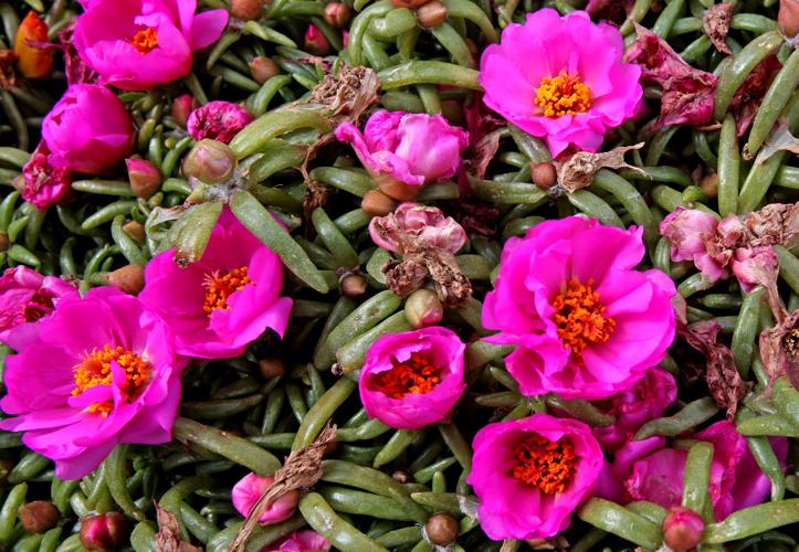 Flowering and edible plants