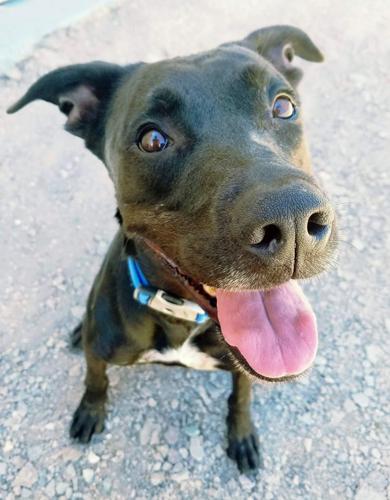 Adopt A Friend: Zorro