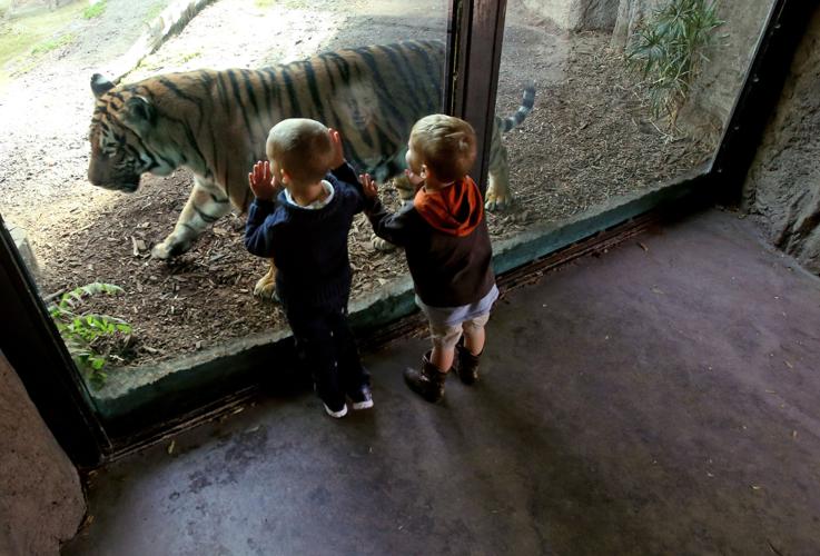 How to put hand cream on a tiger's paws