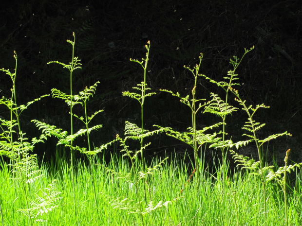 Ferns in Upper Sabino