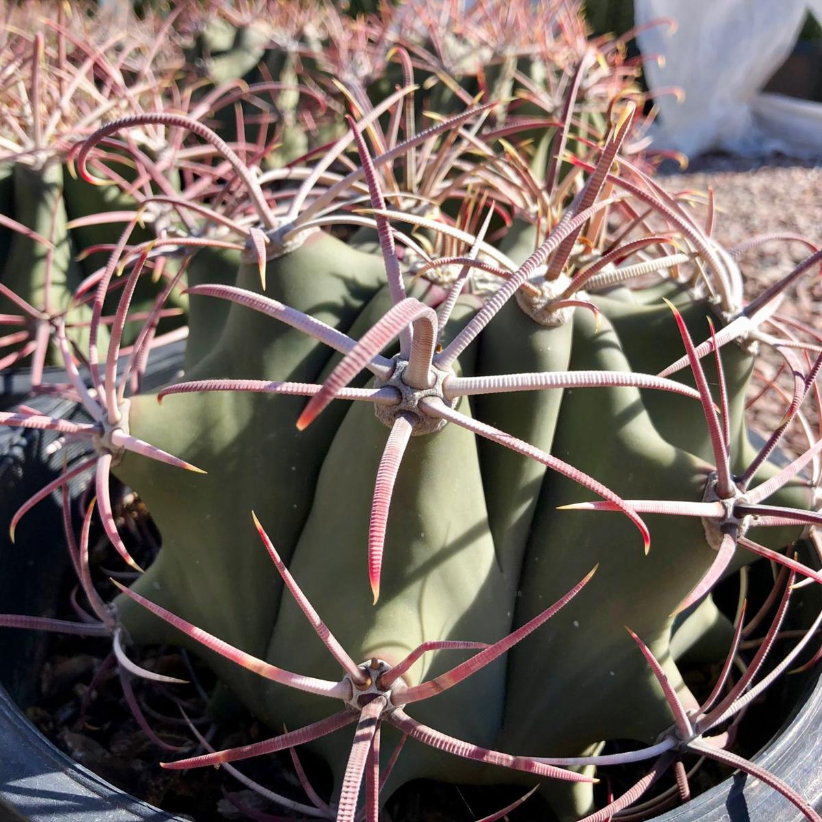 Cactus Of The Month 3 Reasons We Love This Little Barrel Cactus Tucson Life Tucson Com