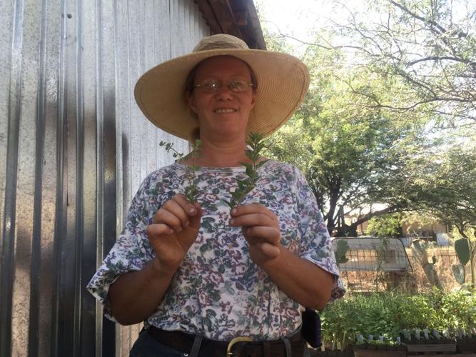 Oregano vs. marjoram