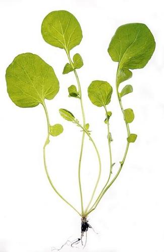 Traditional bitter herbs  