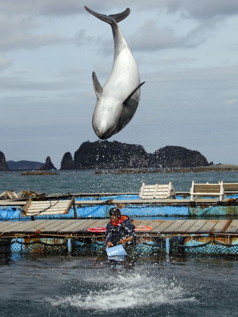 Dolphin hunt to go on despite Oscar, town says   