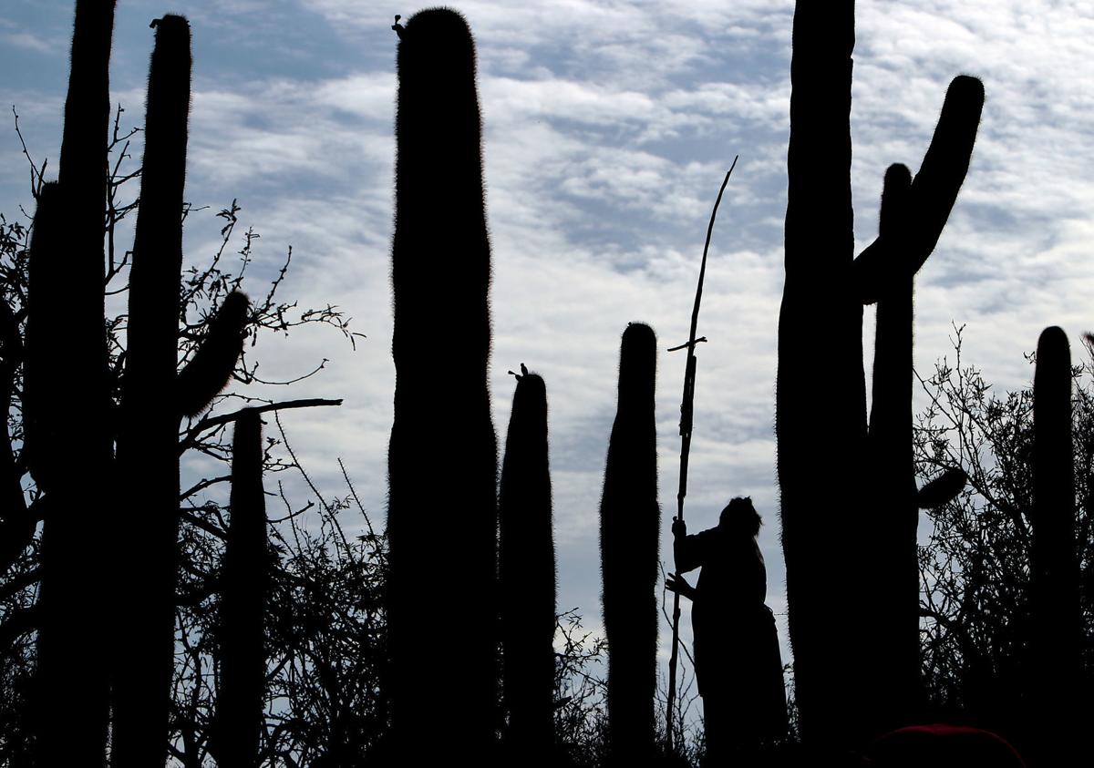 Continued harvesting of saguaro fruit in national park by ...