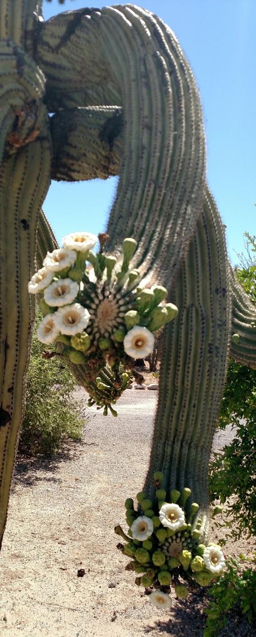 Bouquet of Saguaro