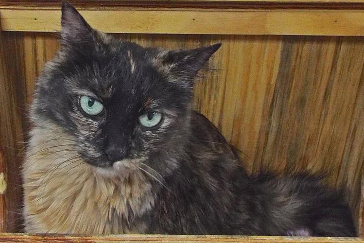 Adopt a friend: Serendipity