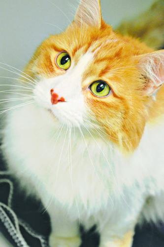 Adopt a friend    