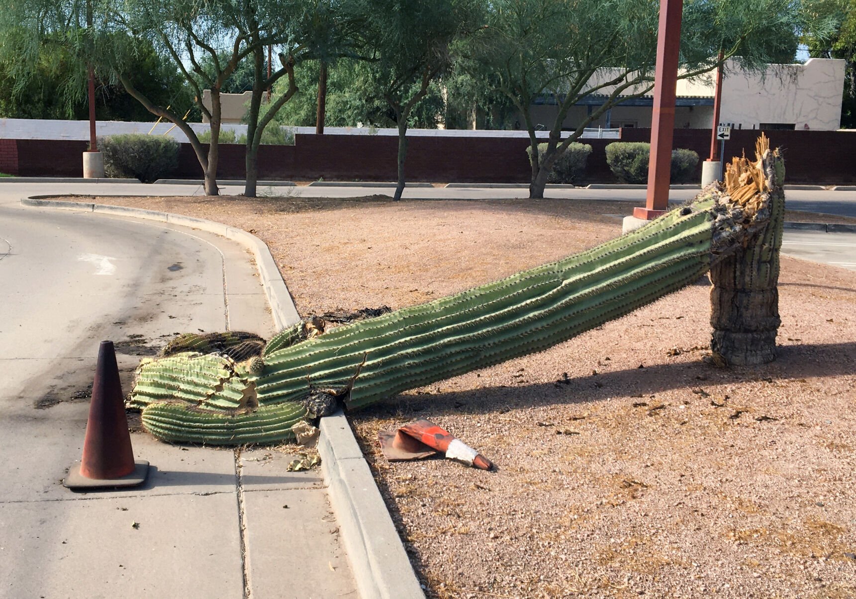 Fallen saguaro at Desert Botanical Garden in Phoenix