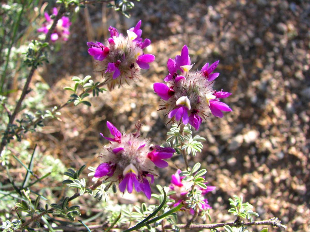 Desert Botany 101 — Saguaro National Park East