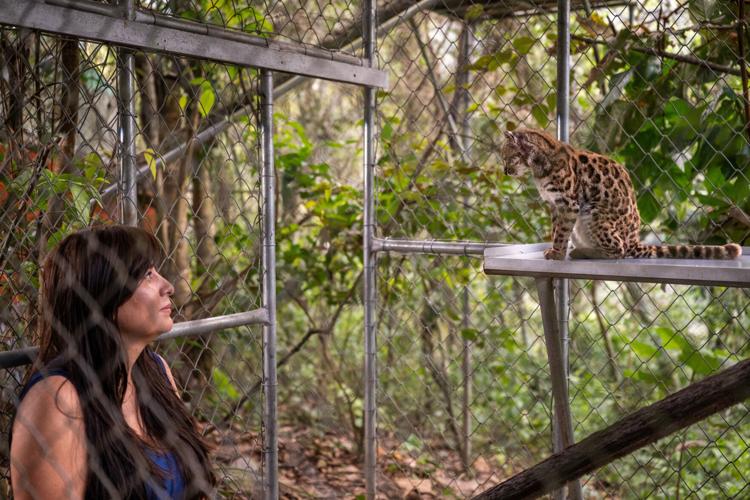 National Geographic Explorer Paola Nogales Ascarrunz observes Leopardus tilcayo cat at the Senda Verde animal refuge in Yungas region